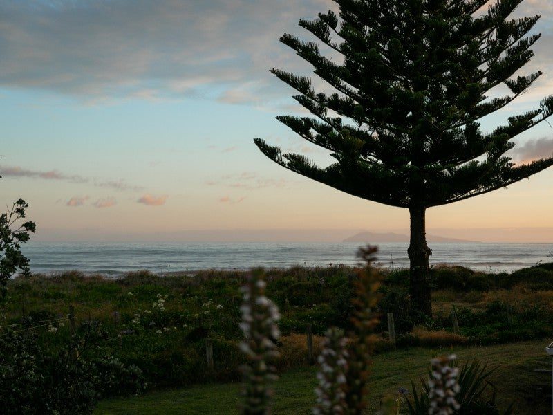 A weathered pine on the dune edge, the sea beyond