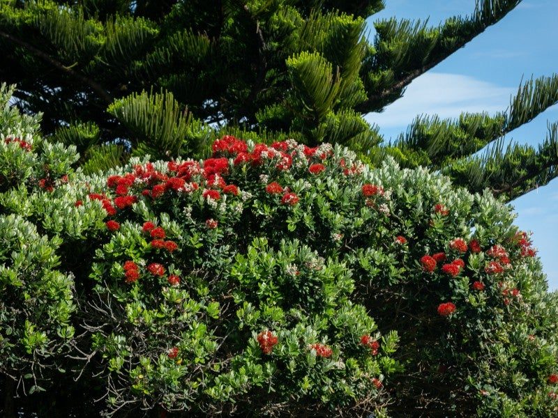 Pohutukawa in flower against the sea