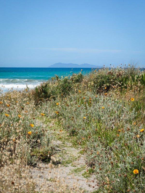 Dune grass with the beach beyond